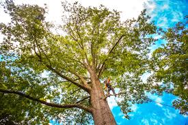 Best Tree Preservation Services  in Satellite Beach, FL