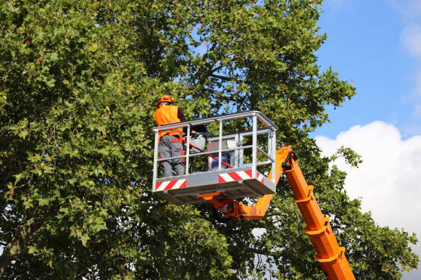 Best Weed Control  in Satellite Beach, FL