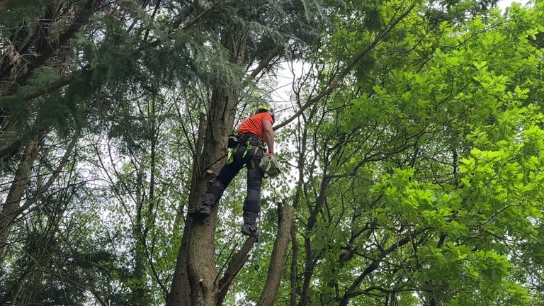 Best Arborist Consultation Services  in Satellite Beach, FL