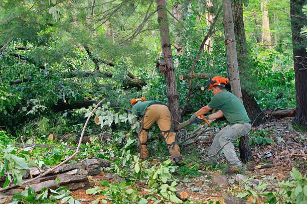 Best Storm Damage Tree Cleanup  in Satellite Beach, FL