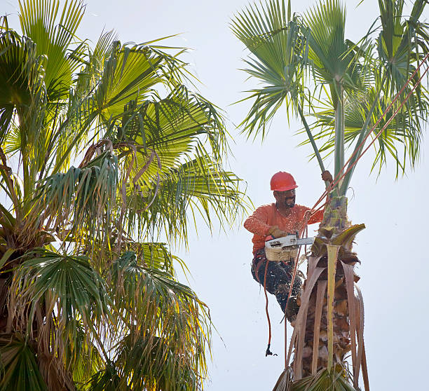 Organic Lawn Care Solutions in Satellite Beach, FL